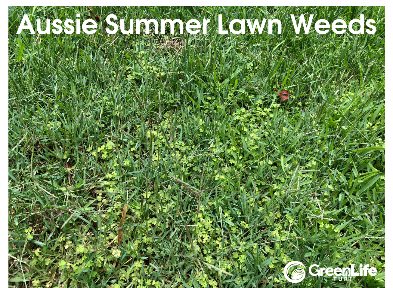 Green Life Turf The Grass Guru Blog Tips & stories for your